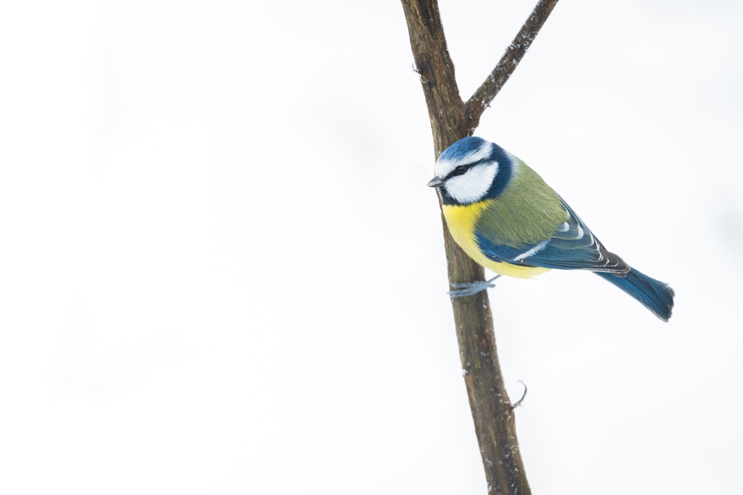 Wandeling 23 februari